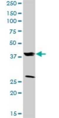 Western Blot: sFRP-3/FRZB Antibody [H00002487-D01P] - Analysis of FRZB expression in mouse liver.