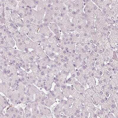 Immunohistochemistry-Paraffin: sFRP-4 Antibody [NBP2-38632] - Staining of human liver shows no positivity in hepatocytes as expected.