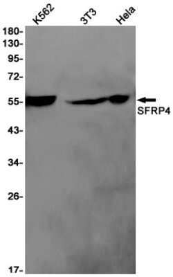 Western Blot: sFRP-4 Antibody (S01-2C2) [NBP3-14974] - Western blot detection of sFRP-4 in K562, 3T3, Hela cell lysates using sFRP-4 Rabbit mAb (1:1000 diluted). Predicted band size: 40kDa. Observed band size: 53-55kDa.