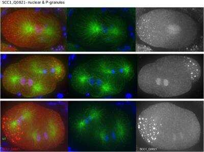 Immunocytochemistry/Immunofluorescence: scc-1 Antibody [29510002] - This image is specific to animal number SDQ0821 Dilution: 1:500