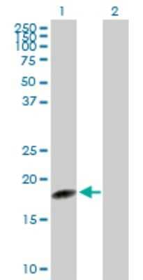 Western Blot: sen15 Antibody [H00116461-D01P] - Analysis of TSEN15 expression in transfected 293T cell line by TSEN15 polyclonal antibody.Lane 1: C1orf19 transfected lysate(18.60 KDa).Lane 2: Non-transfected lysate.