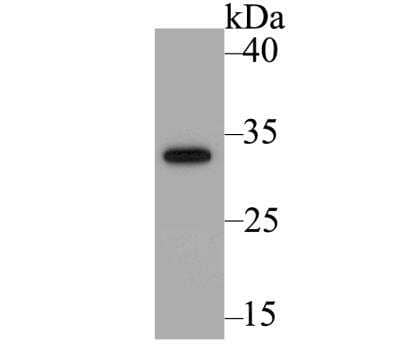 Western Blot: sfGFP Antibody [NBP3-09058] - Western blot analysis of sfGFP on fusion protein using anti-sfGFP antibody at 1/1,000 dilution.