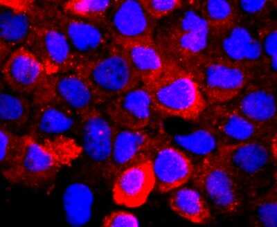 Immunocytochemistry/Immunofluorescence: t-Plasminogen Activator/tPA Antibody (AH54-10) [NBP2-67279] - Staining TPA in A431 cells (red). The nuclear counter stain is DAPI (blue). Cells were fixed in paraformaldehyde, permeabilised with 0.25% Triton X100/PBS.
