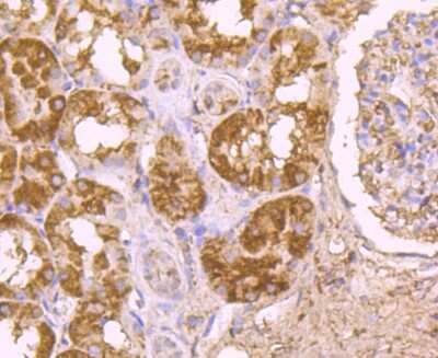 Immunohistochemistry-Paraffin: t-Plasminogen Activator/tPA Antibody (AH54-10) [NBP2-67279] - Analysis of paraffin-embedded human kidney tissue using anti-TPA antibody. Counter stained with hematoxylin.