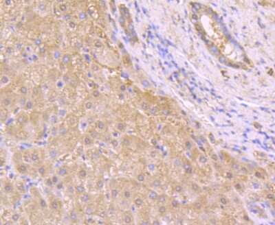 Immunohistochemistry-Paraffin: t-Plasminogen Activator/tPA Antibody (AH54-10) [NBP2-67279] - Analysis of paraffin-embedded human liver tissue using anti-TPA antibody. Counter stained with hematoxylin.
