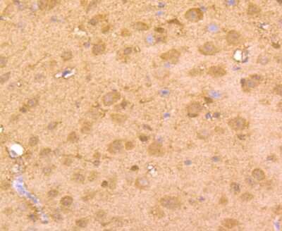 Immunohistochemistry-Paraffin: t-Plasminogen Activator/tPA Antibody (AH54-10) [NBP2-67279] - Analysis of paraffin-embedded mouse brain tissue using anti-TPA Tubulin antibody. Counter stained with hematoxylin.