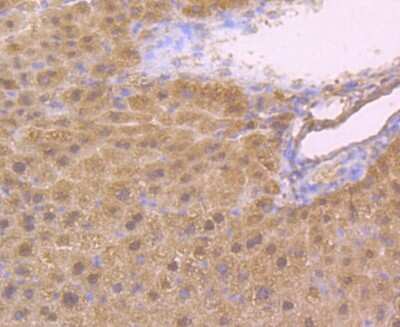 Immunohistochemistry-Paraffin: t-Plasminogen Activator/tPA Antibody (AH54-10) [NBP2-67279] - Analysis of paraffin-embedded mouse liver tissue using anti-TPA Tubulin antibody. Counter stained with hematoxylin.