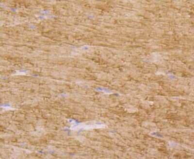 Immunohistochemistry-Paraffin: t-Plasminogen Activator/tPA Antibody (AH54-10) [NBP2-67279] - Analysis of paraffin-embedded mouse skeletal muscle tissue using anti-TPA antibody. Counter stained with hematoxylin.