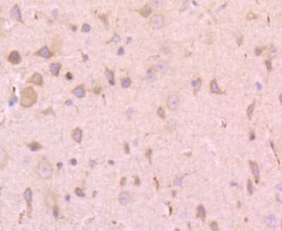 Immunohistochemistry-Paraffin: t-Plasminogen Activator/tPA Antibody (JF0958) [NBP2-67220] - Analysis of paraffin-embedded mouse brain tissue using anti-PLAT antibody. Counter stained with hematoxylin.