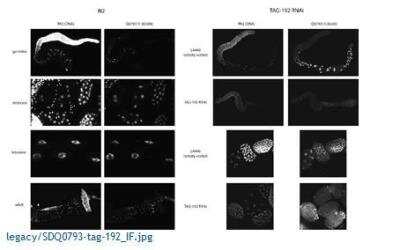 Immunocytochemistry/Immunofluorescence: tag-192 Antibody [29430002] - This image is specific to animal number SDQ0793 1:30000 of 0.5 mg/ml stock, 1:50000 Affinity Purified (weak)