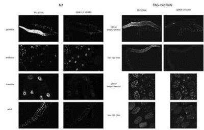 Immunocytochemistry/Immunofluorescence: tag-192 Antibody [29430002] - This image is specific to animal number SDQ0807  Dilution: 1:30,000 of 0.5 mg/ml stock  1:50000 Affinity Purified (*Weak) [AD]