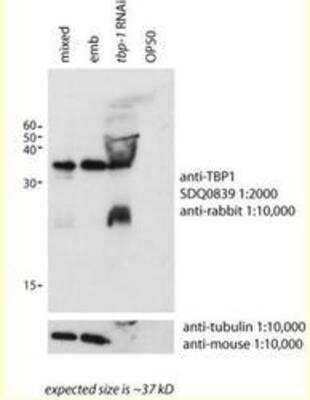 Western Blot: tbp-1 Antibody [29610002] This image is specific to animal number SDQ0839  Dilute antibody 1:2,000+