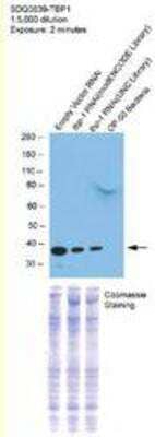 Western Blot: tbp-1 Antibody [29610002] This image is specific to animal number SDQ0839