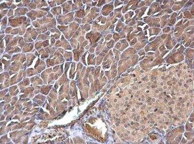 Immunohistochemistry-Paraffin: transgelin 2 Antibody [NBP2-20697] - : Paraffin-embedded mouse pancreas.  Transgelin 2 antibody [N1C3] diluted 1:500.