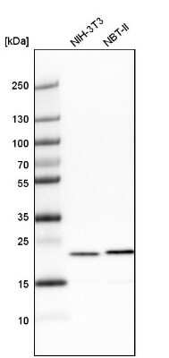 Western Blot: transgelin 2 Antibody [NBP1-89722] - Analysis in mouse cell line NIH-3T3 and rat cell line NBT-II.