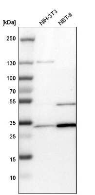 Western Blot: tropomyosin-3 Antibody [NBP1-87382] - Analysis in mouse cell line NIH-3T3 and rat cell line NBT-II.