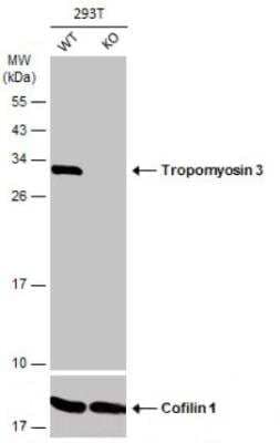 Western Blot: tropomyosin-3 Antibody [NBP2-20732] - Wild-type (WT) and Tropomyosin 3 knockout (KO) 293T cell extracts (30 ug) were separated by 12% SDS-PAGE, and the membrane was blotted with Tropomyosin-3 antibody diluted at 1:1000. HRP-conjugated anti-rabbit IgG antibody was used to detect the primary antibody.