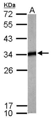 Western Blot: tropomyosin-4 Antibody [NBP2-15146] - Sample (50 ug of whole cell lysate) A: mouse brain 12% SDS PAGE; antibody diluted at 1:1000.