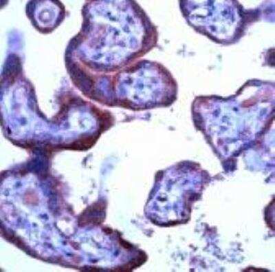 Immunohistochemistry-Paraffin: uNOS Antibody [NBP2-42208] - Human placenta stained with Anti-uNOS antibody