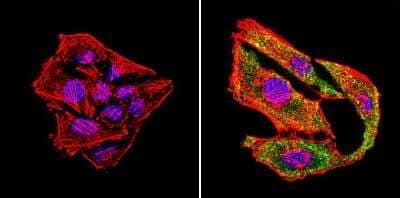 Immunocytochemistry/Immunofluorescence: uNOS Antibody (NOS-3F7-B11 B5) [NB120-2801] - Formalin-fixed cells were permeabilized with 0.1% Triton X-100 in TBS for 5-10 minutes at room temperature and blocked with 3% BSA-PBS for 30 minutes at room temperature. Cells were probed with a uNOS monoclonal antibody (NOS-3F7-B11 B5) at a dilution of 1:20 and incubated overnight in a humidified chamber. Cells were washed with PBST and incubated with a DyLight-conjugated secondary antibody for 45 minutes at room temperature in the dark. F-actin (red) was stained with a fluorescent phalloidin and nuclei (blue) were stained with DAPI.