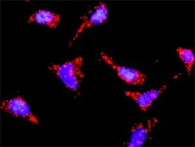 Proximity Ligation Assay: vH RAS Antibody [H00003265-B01P] - Analysis of protein-protein interactions between PIK3R1 and HRAS. HeLa cells were stained with anti-PIK3R1 rabbit purified polyclonal 1:1200 and anti-HRAS mouse purified polyclonal antibody 1:50. Each red dot represents the detection of protein-protein in
