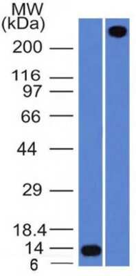 Western Blot: vWF-A2 Antibody (VWF/1859R) - Azide and BSA Free [NBP3-08963] - Western Blot Analysis A) Recombinant vWF-A2 Protein (B) human lung lysate using vWF-A2 antibody (VWF/1859R).