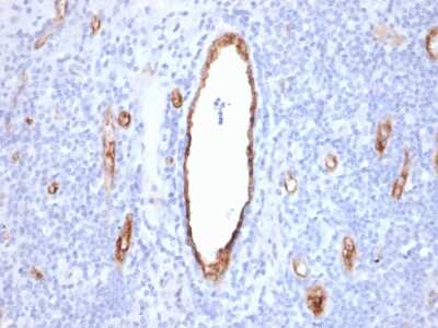 Immunohistochemistry-Paraffin: vWF-A2 Antibody (VWF/2480) - Azide and BSA Free [NBP3-08943] - Formalin-fixed, paraffin-embedded human Tonsil stained with vWF-A2 Mouse Monoclonal Antibody (VWF/2480).