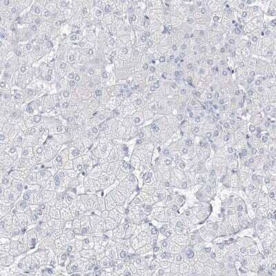 Immunohistochemistry-Paraffin: villin-like Antibody [NBP1-87514] - Staining of human liver shows low expression as expected.