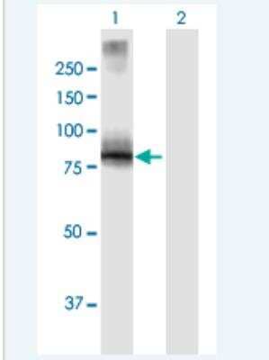 Western Blot: villin-like Antibody [H00050853-B01P-50ug] - Analysis of VILL expression in transfected 293T cell line (H00050853-T01) by VILL MaxPab polyclonal antibody.  Lane 1: VILL transfected lysate(75.46 KDa). Lane 2: Non-transfected lysate.