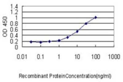 Sandwich ELISA: visinin-like 1 Antibody (2F1-E3) [H00007447-M01] - Detection limit for recombinant GST tagged VSNL1 is approximately 0.3ng/ml as a capture antibody.