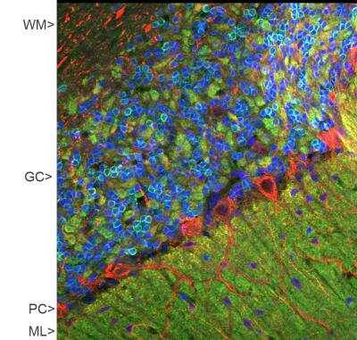Immunohistochemistry: visinin-like 1 Antibody [NBP2-25168] - Confocal image of adult rat cerebellar cortex stained with NBP2-25168 (green),  polyclonal antibody to NF-M: NB300-133 (red) and DNA (blue). NBP2-25168 reveals synapses in the molecular layer (ML) strongly. Synaptic regions are also seen in the granule cell layer (GC). The perikarya of Purkinje cells (PC) and dendrites and axons are revealed with NF-M antibody. Little staining of visinin-like 1 is seen in the white matter (WM).