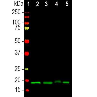 Western Blot: visinin-like 1 Antibody [NBP2-25168] - Analysis of different tissue lysates using chicken pAb to visinin-like protein 1 (VLP1), NBP2-25168, dilution 1:10,000 in green: [1] protein standard (red), [2] rat brain, [3] mouse brain, [4] pig hippocampus, and [5] cow cerebellum. The band at ~20kDa corresponds to VLP1 protein.