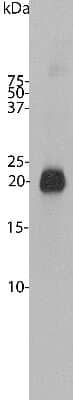 Western Blot: visinin-like 1 Antibody [NBP2-25169] - Bovine cerebellum homogenate. Note the strong clean band running at 22 kDa.