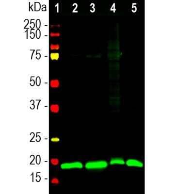 Western Blot: visinin-like 1 Antibody [NBP2-25169] - Analysis of different tissue lysates using rabbit pAb to visinin-like Protein 1 (VLP1), NBP2-25169, dilution 1:20,000 in green: [1] protein standard (red), [2] rat brain [3] mouse brain, [4] pig hippocampus, and [5] cow cerebellum. The band at ~20kDa corresponds to the VLP1 protein.