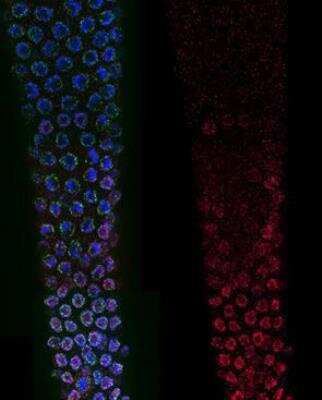 Immunocytochemistry/Immunofluorescence: wapl-1 Antibody [49300002] - This image is specific to animal number SDQ3947