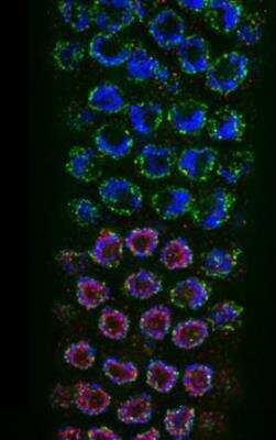 Immunocytochemistry/Immunofluorescence: wapl-1 Antibody [49300002] - This image is specific to animal number SDQ3963