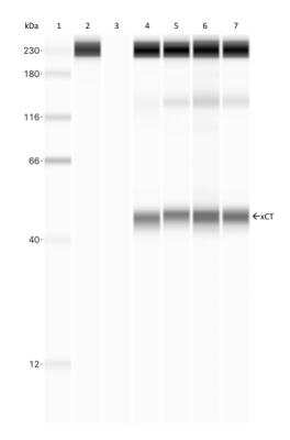 Simple Western: xCT Antibody Pack [NB100-937] - (1) ladder, (2) no lysate + xCT, 100ug/ml, (3) human brain frontal cortex membrane lysate,no primary antibody, (4-7) human brain lysates, 0.03mg/ml, xCT, 100ug/ml.
