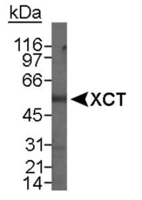 Western Blot: xCT Antibody Pack [NB100-937] - Detection of XCT in total human stomach lysate using NB 300-317. 15 minute ECL exposure.