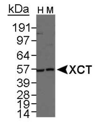 Western Blot: xCT Antibody Pack [NB100-937] - Detection of XCT in total human and mouse stomach lysate, respectively, using NB 300-318. 1 minute ECL exposure.