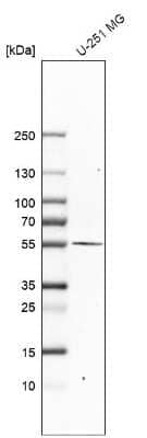 Western Blot: xCT Antibody [NBP2-56446] - Analysis in human cell line U-251 MG.