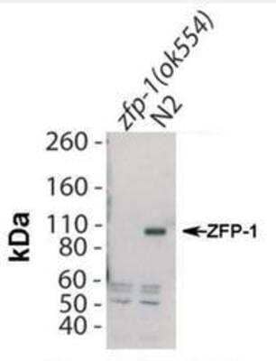 Western Blot: zfp-1 Antibody [45140002] - This image is specific to animal number SDQ3517  Dilution: 1:1,000. L1 worms were boiled in loading buffer.
