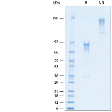 SDS-PAGE CD300LG/Nepmucin [Unconjugated]