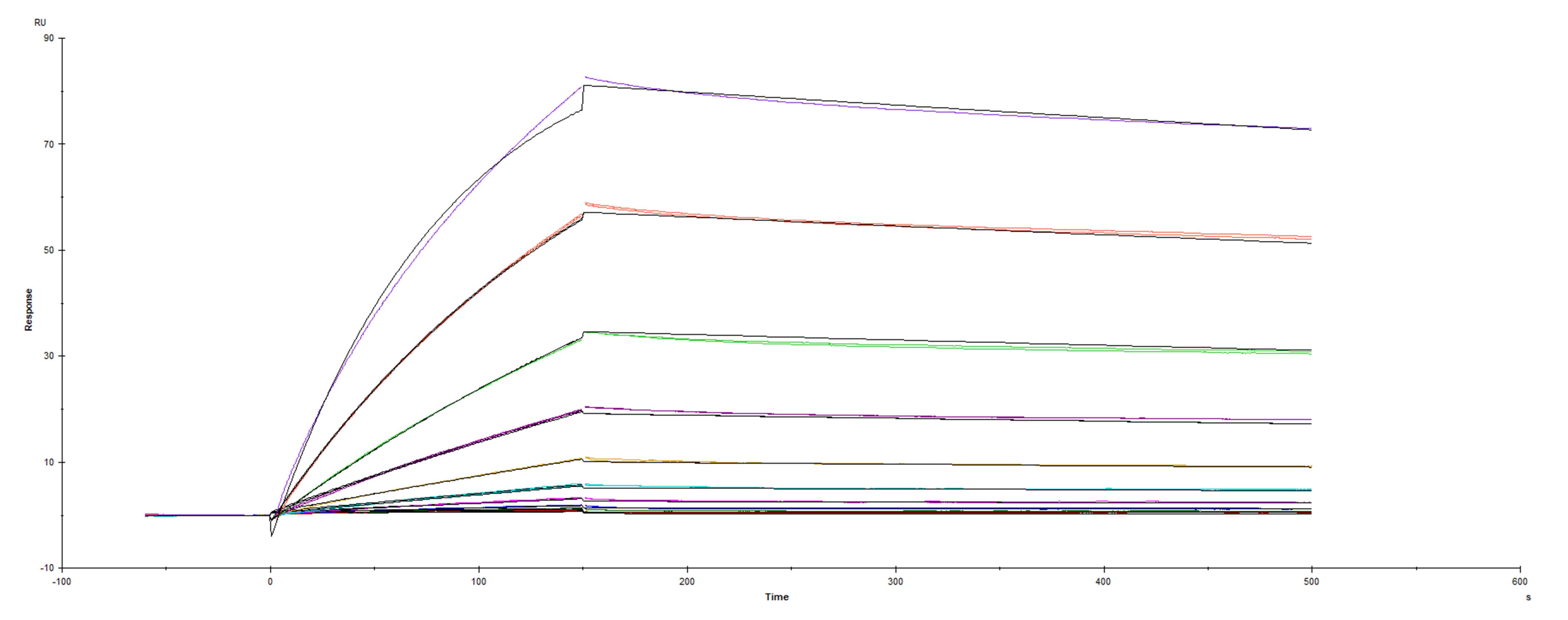 Recombinant SARS-CoV-2 Spike RBD V367F His-tag was immobilized on a Biacore Sensor Chip CM5, and binding to recombinant human ACE-2 (933-ZN) was measured at a concentration range between 0.18 nM and 94.3 nM. The double-referenced sensorgram was fit to a 1:1 binding model to determine the binding kinetics and affinity, with an affinity constant of KD=2.449 nM.