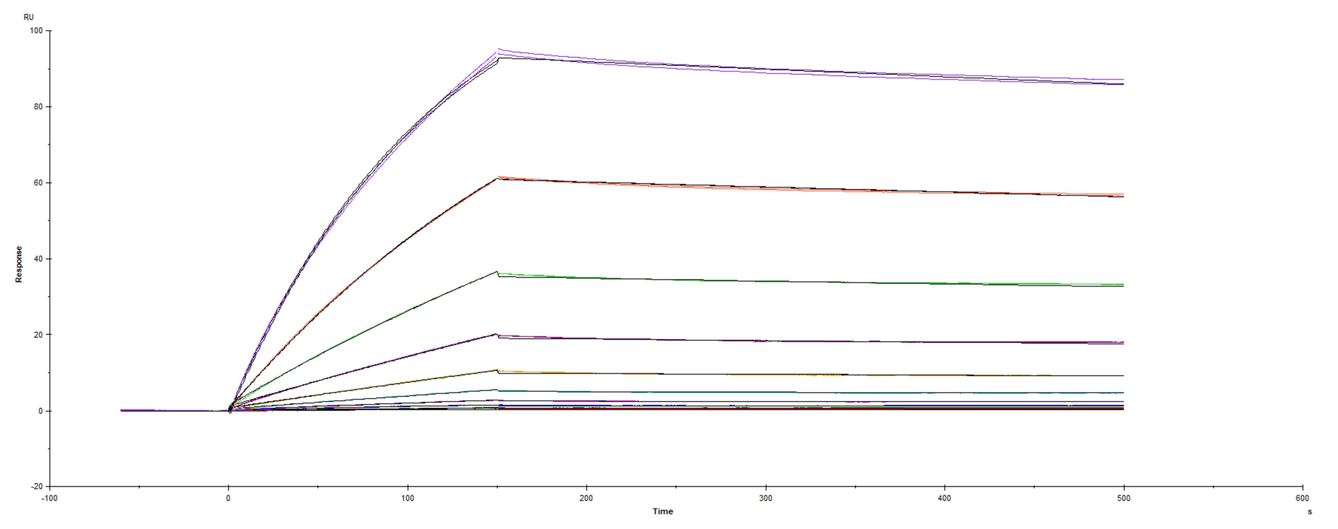 Recombinant SARS-CoV-2 Spike RBD G476S His-tag was immobilized on a Biacore Sensor Chip CM5, and binding to recombinant human ACE-2 (933-ZN) was measured at a concentration range between 0.18 nM and 94.3 nM. The double-referenced sensorgram was fit to a 1:1 binding model to determine the binding kinetics and affinity, with an affinity constant of KD=2.432 nM.
