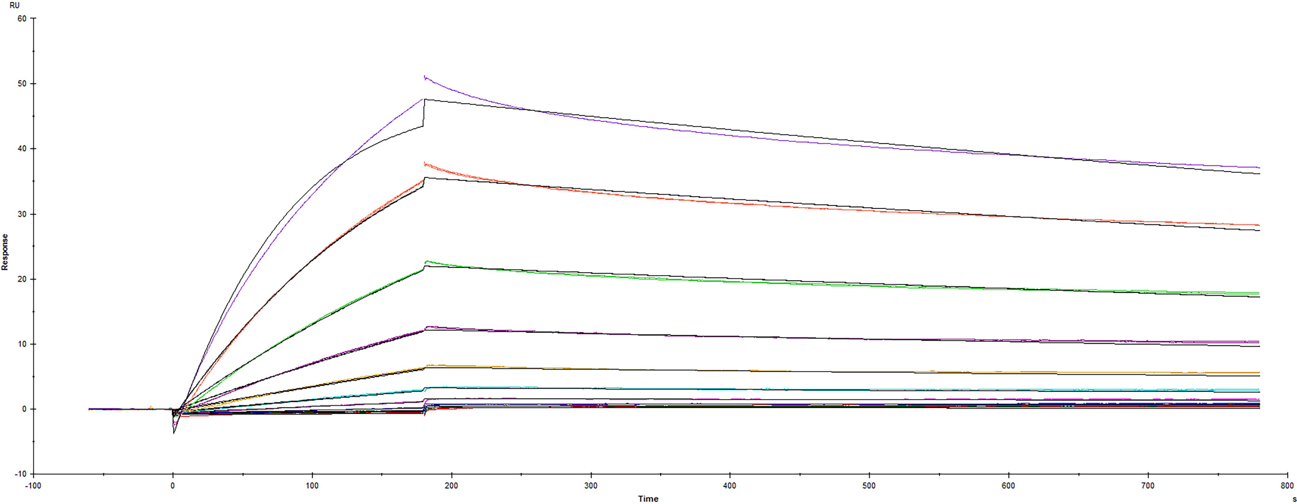 Recombinant SARS-CoV-2 Spike protein RBD with GCN4-IZ His-tag (Catalog # 10637-CV) was immobilized on a Biacore Sensor Chip CM5, and binding to recombinant human ACE-2 (933-ZN) was measured at a concentration range between 0.184 nM and 94.3 nM. The double-referenced sensorgram was fit to a 1:1 binding model to determine the binding kinetics and affinity, with an affinity constant of KD=2.98 nM.