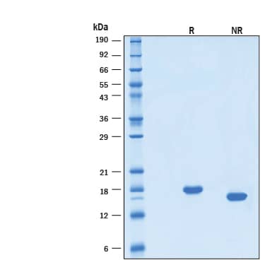 2 μg/lane of Recombinant Human IL‑10 Protein (Catalog # 1064-ILB) was resolved with SDS-PAGE under reducing (R) and non-reducing (NR) conditions and visualized by Coomassie® Blue staining, showing bands at 18.4 kDa.