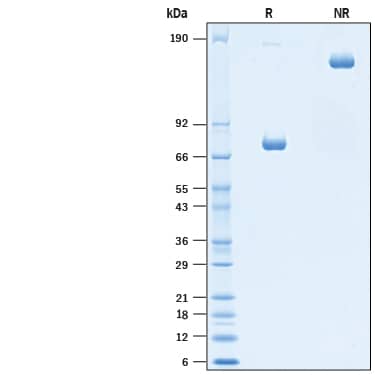 2 μg/lane of Recombinant Human Nectin-4 Fc Chimera Protein (Catalog # 10682-N4) was resolved with SDS-PAGE under reducing (R) and non-reducing (NR) conditions and visualized by Coomassie® Blue staining, showing bands at 69-78 kDa and 138-156 kDa, respectively.