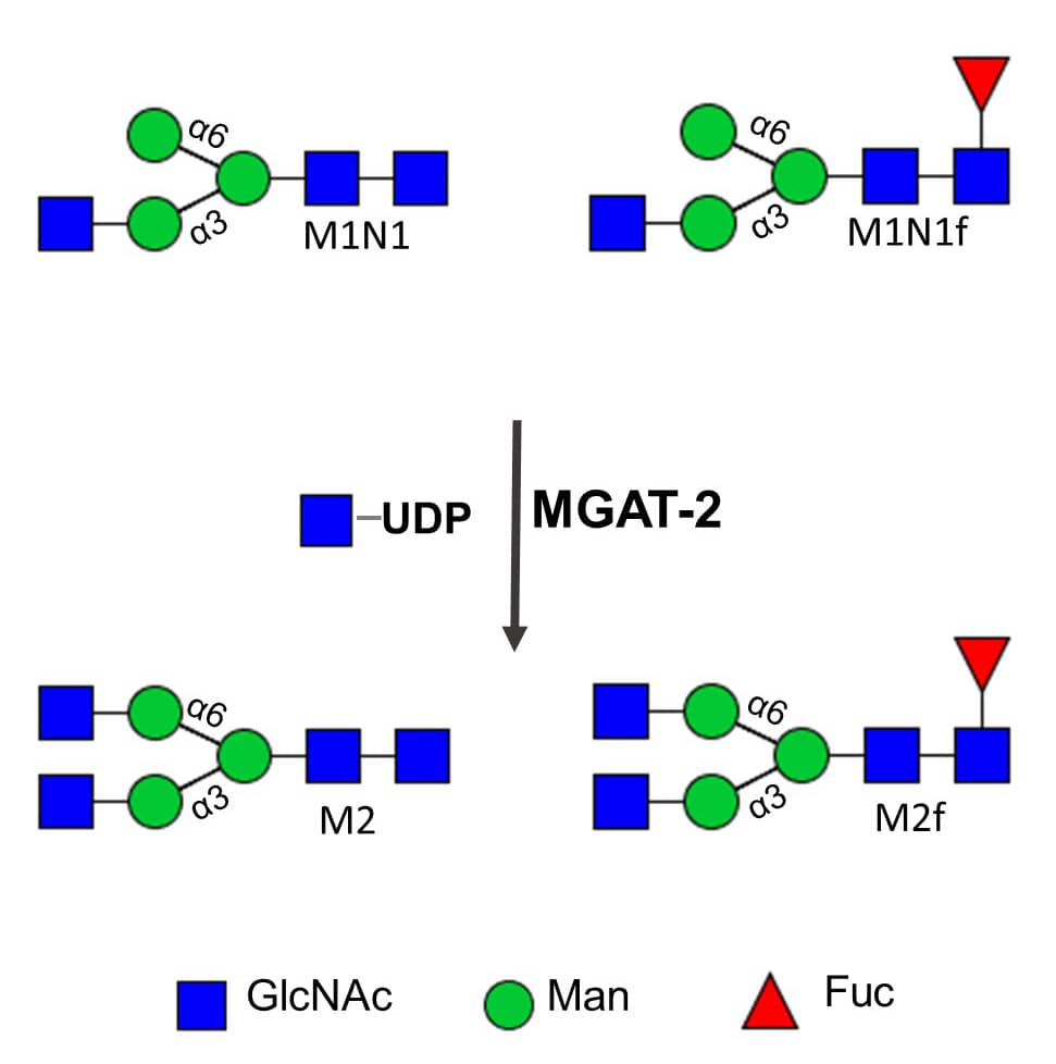 MGAT2 (Catalog # 10711-GT) recognizes an unmodified GlcNAc residue installed by MGAT1 (&lt;a class=NoLineLink href=