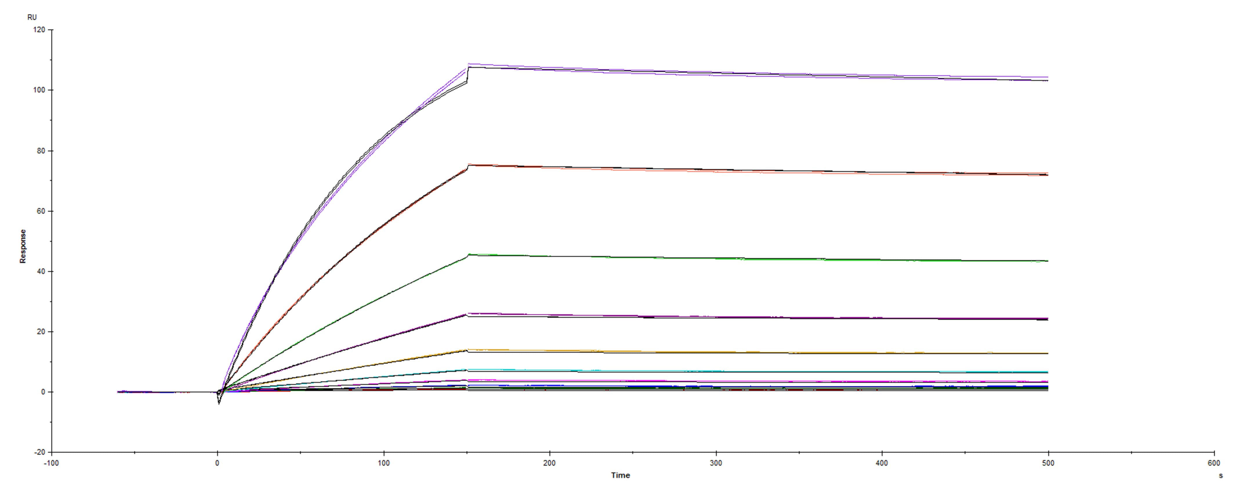 Recombinant SARS-CoV-2 Spike RBD S477N His-tag was immobilized on a Biacore Sensor Chip CM5, and binding to recombinant human ACE-2 (933-ZN) was measured at a concentration range between 0.18 nM and 94.3 nM. The double-referenced sensorgram was fit to a 1:1 binding model to determine the binding kinetics and affinity, with an affinity constant of KD=0.9981 nM.