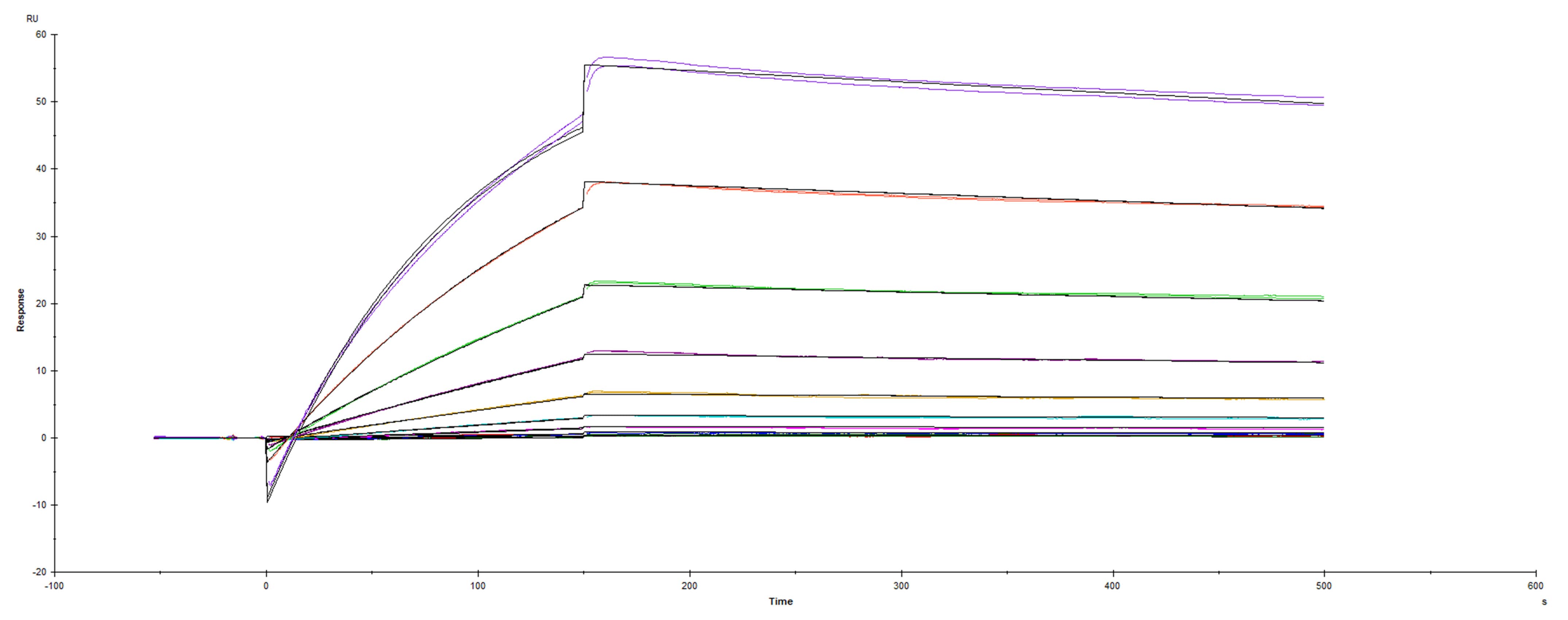 Recombinant SARS-CoV-2 Spike RBD N439K His-tag was immobilized on a Biacore Sensor Chip CM5, and binding to recombinant human ACE-2 (933-ZN) was measured at a concentration range between 0.18 nM and 94.3 nM. The double-referenced sensorgram was fit to a 1:1 binding model to determine the binding kinetics and affinity, with an affinity constant of KD=2.805 nM.